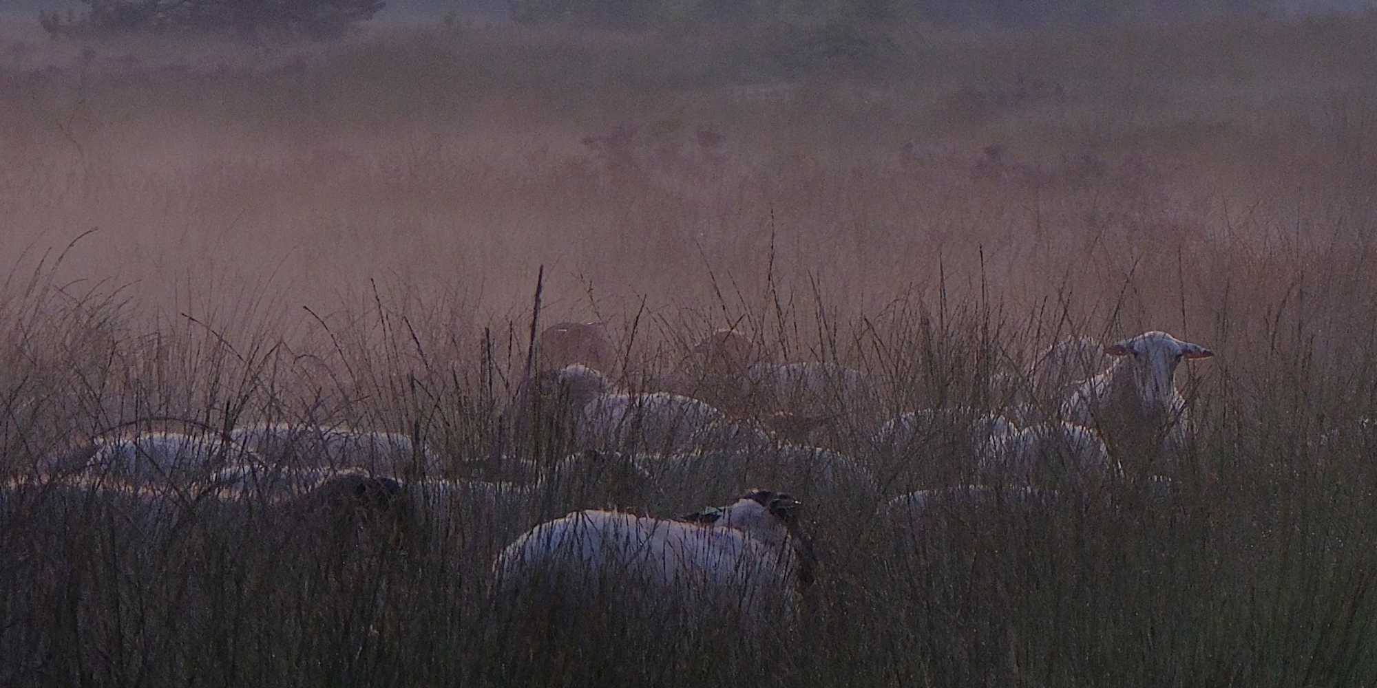 Schapen in De Groote Peel