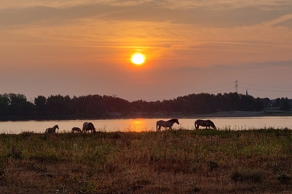 Paarden lopen in Rivierpark Maasvallei tijdens een zonsondergang