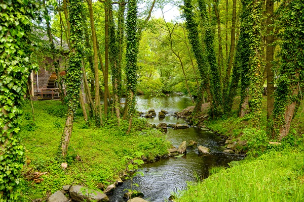 Die Brempter Mühle im Naturschutzgebiet Maas-Swalm-Nette