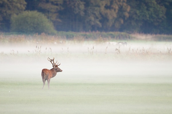 Edelhert staat in de ochtendnevel in het Weerterbos in de gemeente Nederweert