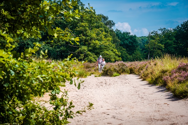 Man en vrouw wandelen over de heide door de natuur van Nationaal Park De Meinweg in de gemeente Roerdalen