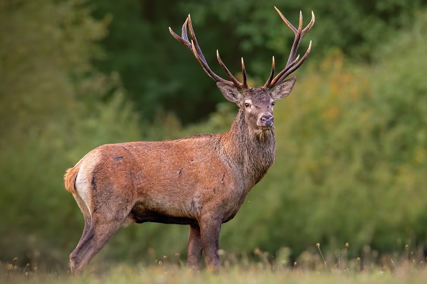 Mannetjes edelhert met een imposant gewei