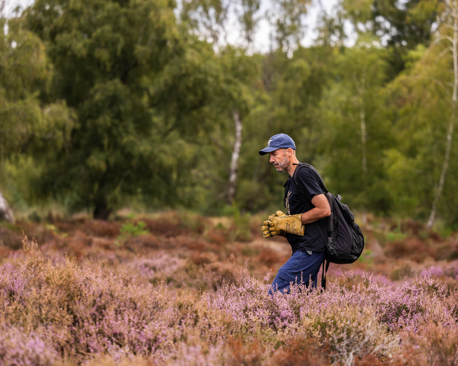 Adderexpert in de paarse heide