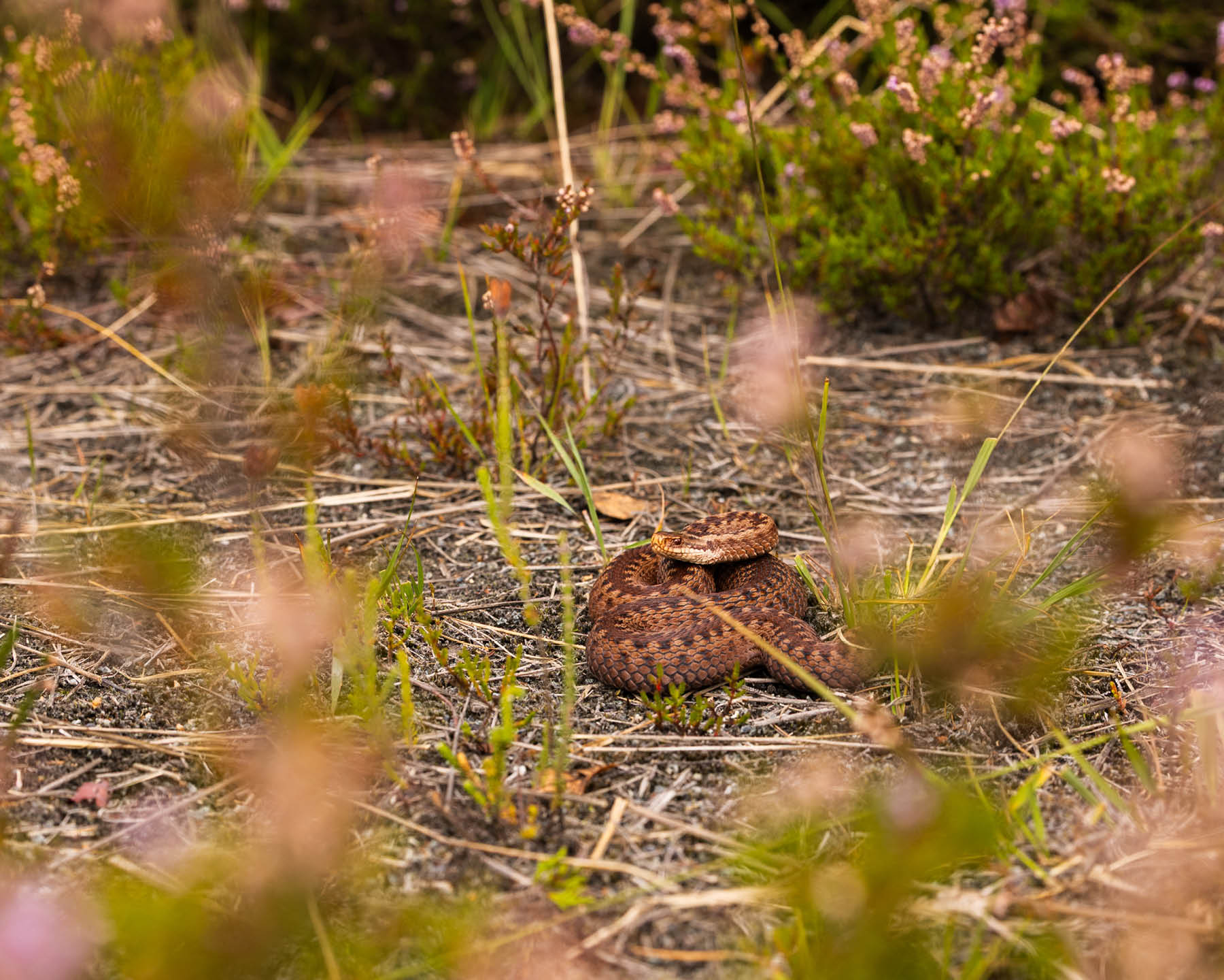 adder verscholen in het gras