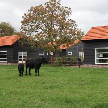 Zwarte koe met kalf in een groene weide tussen moderne houten vakantiehuisjes met rode daken bij Met de Kippen op Stok in Limburg.
