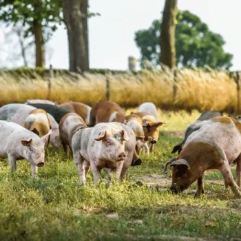 Livar streeksmakelijk