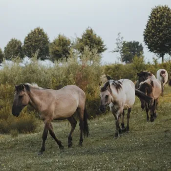 Groep konikpaarden loopt door een grasland met bomen en struiken op de achtergrond.